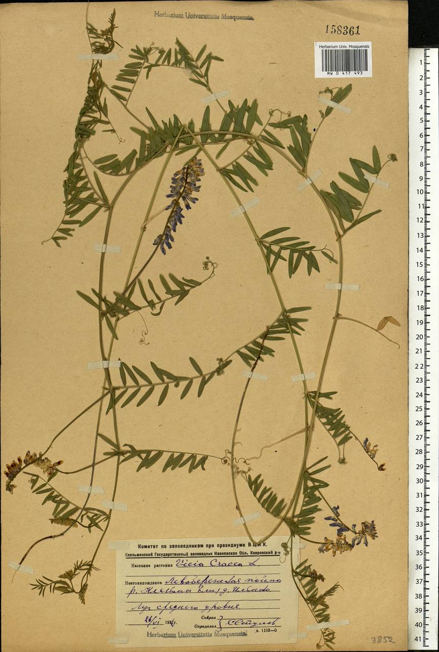 Vicia cracca L., Eastern Europe, Central region (E4) (Russia)