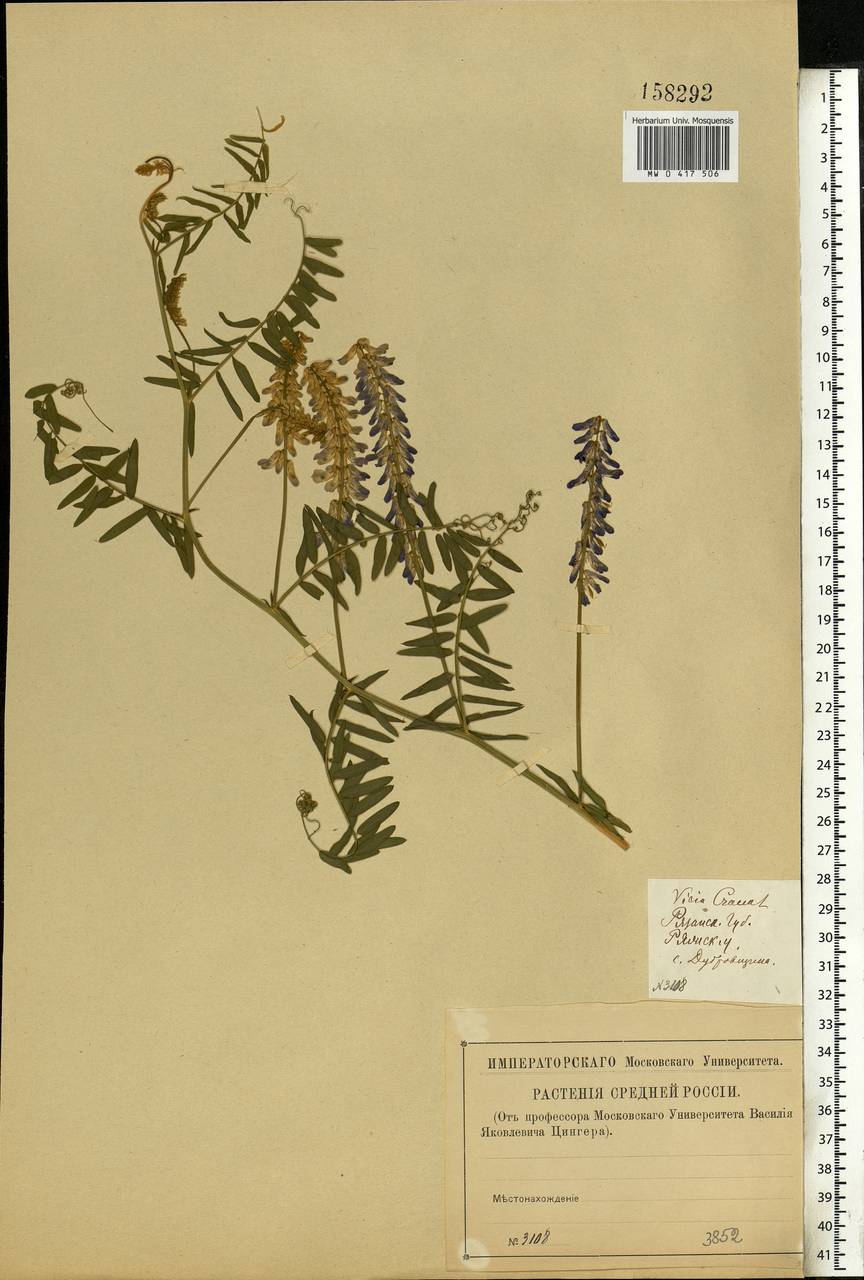 Vicia cracca L., Eastern Europe, Central region (E4) (Russia)