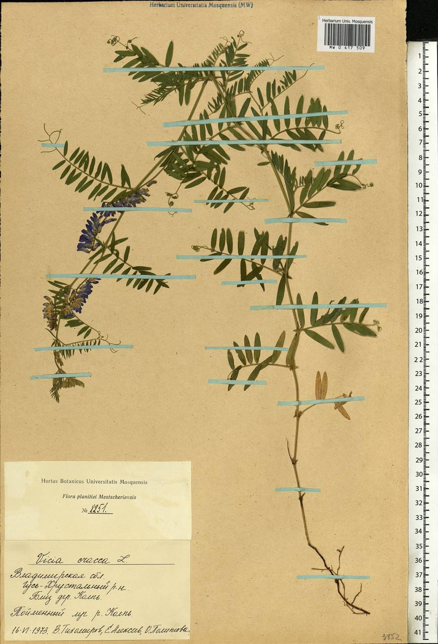 Vicia cracca L., Eastern Europe, Central region (E4) (Russia)