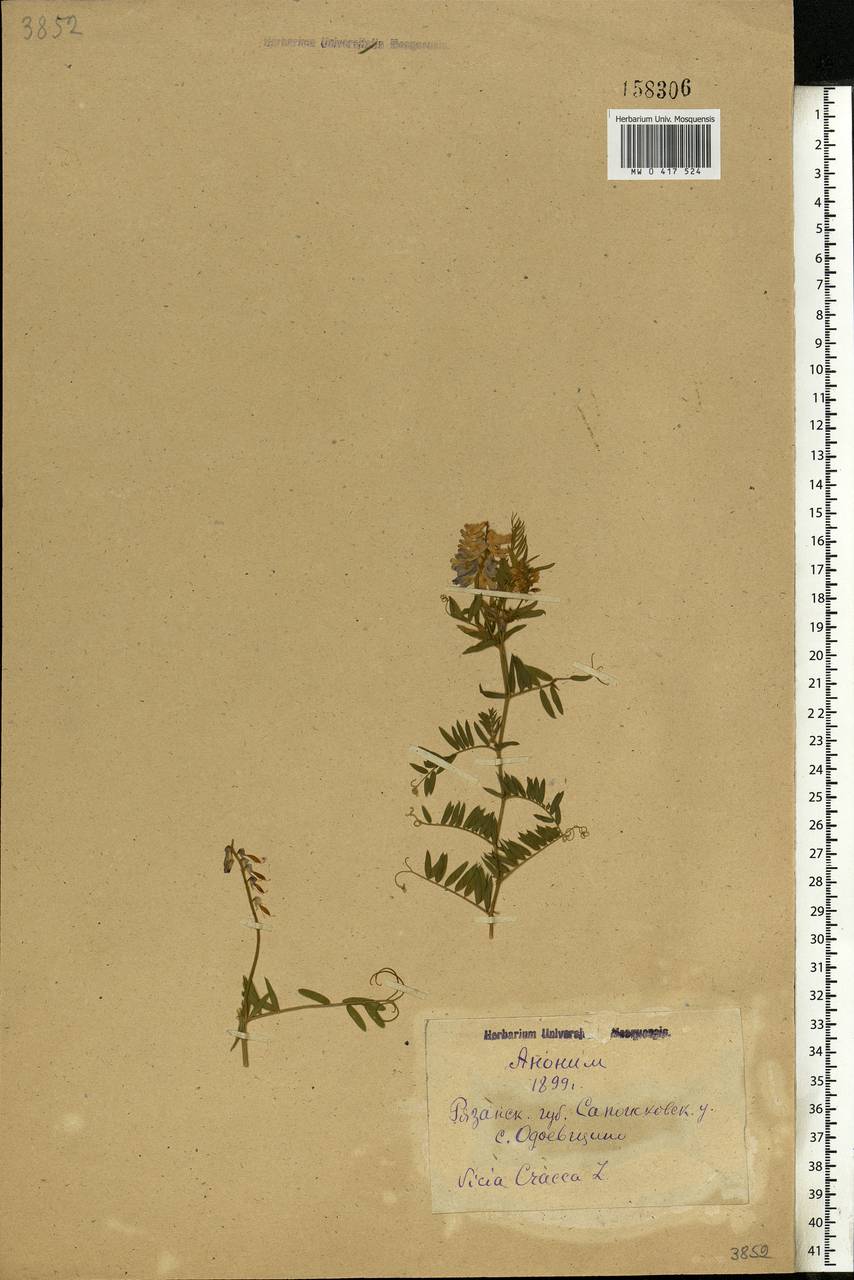 Vicia cracca L., Eastern Europe, Central region (E4) (Russia)