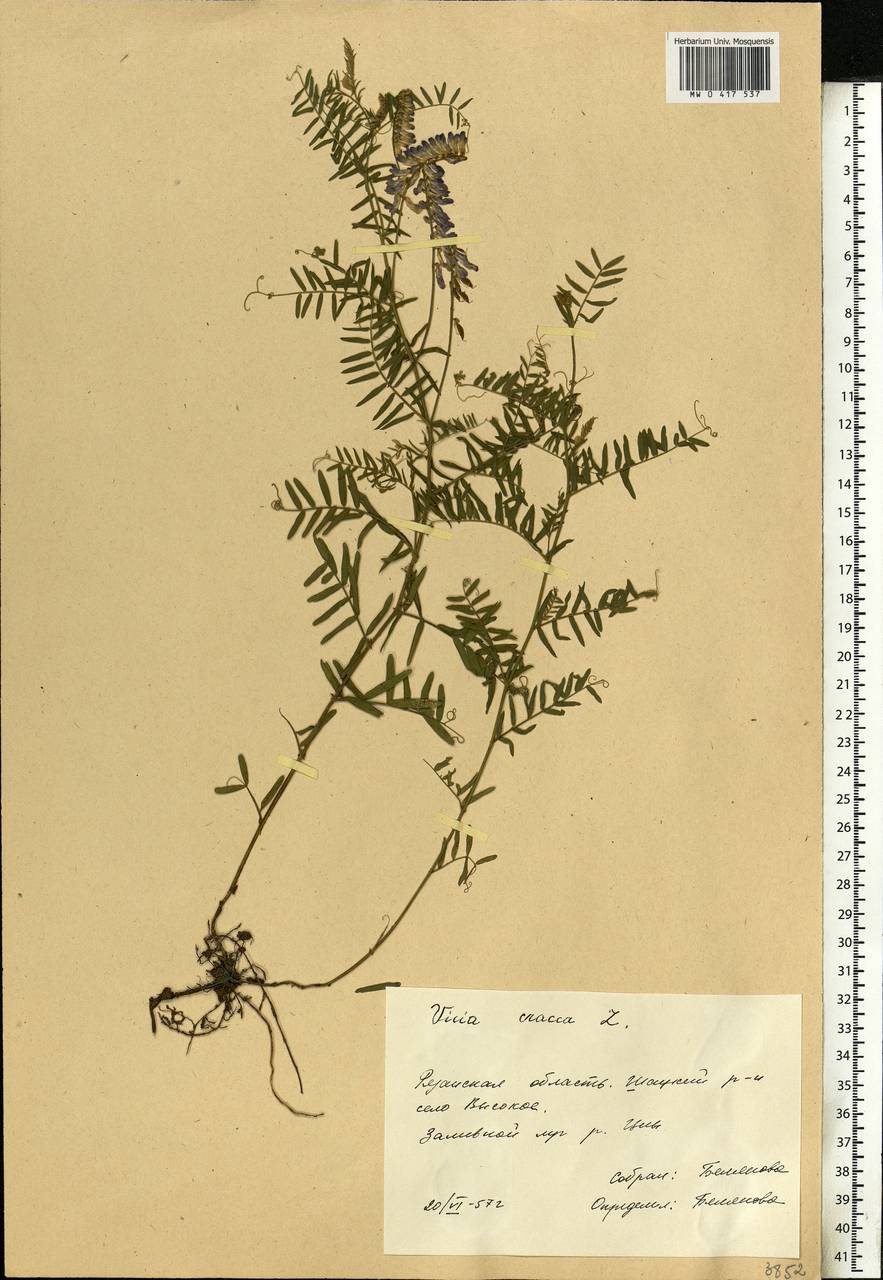 Vicia cracca L., Eastern Europe, Central region (E4) (Russia)