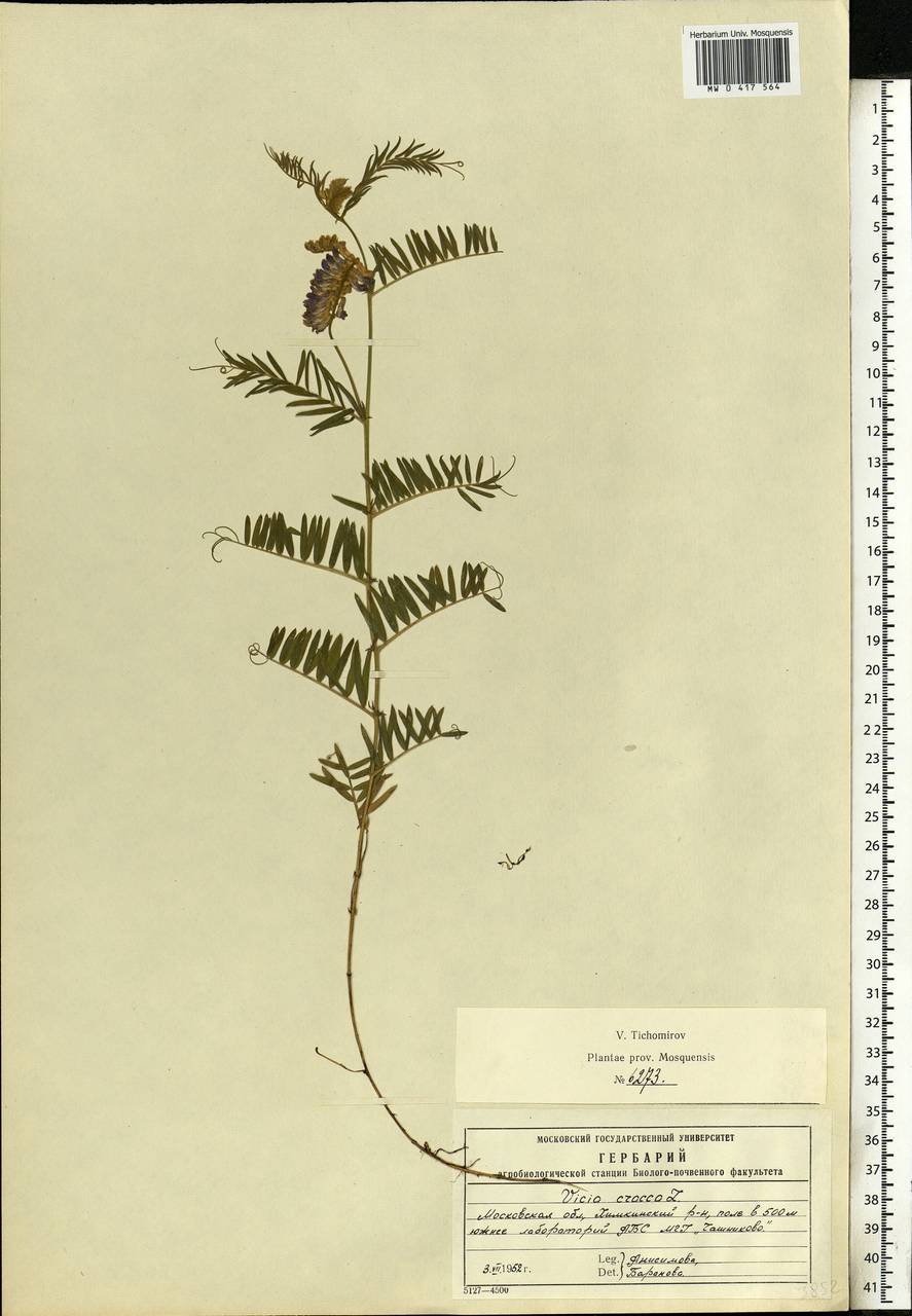 Vicia cracca L., Eastern Europe, Moscow region (E4a) (Russia)