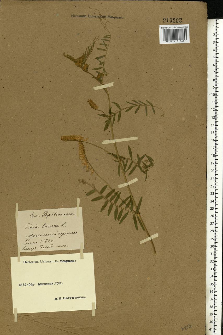 Vicia cracca L., Eastern Europe, Moscow region (E4a) (Russia)