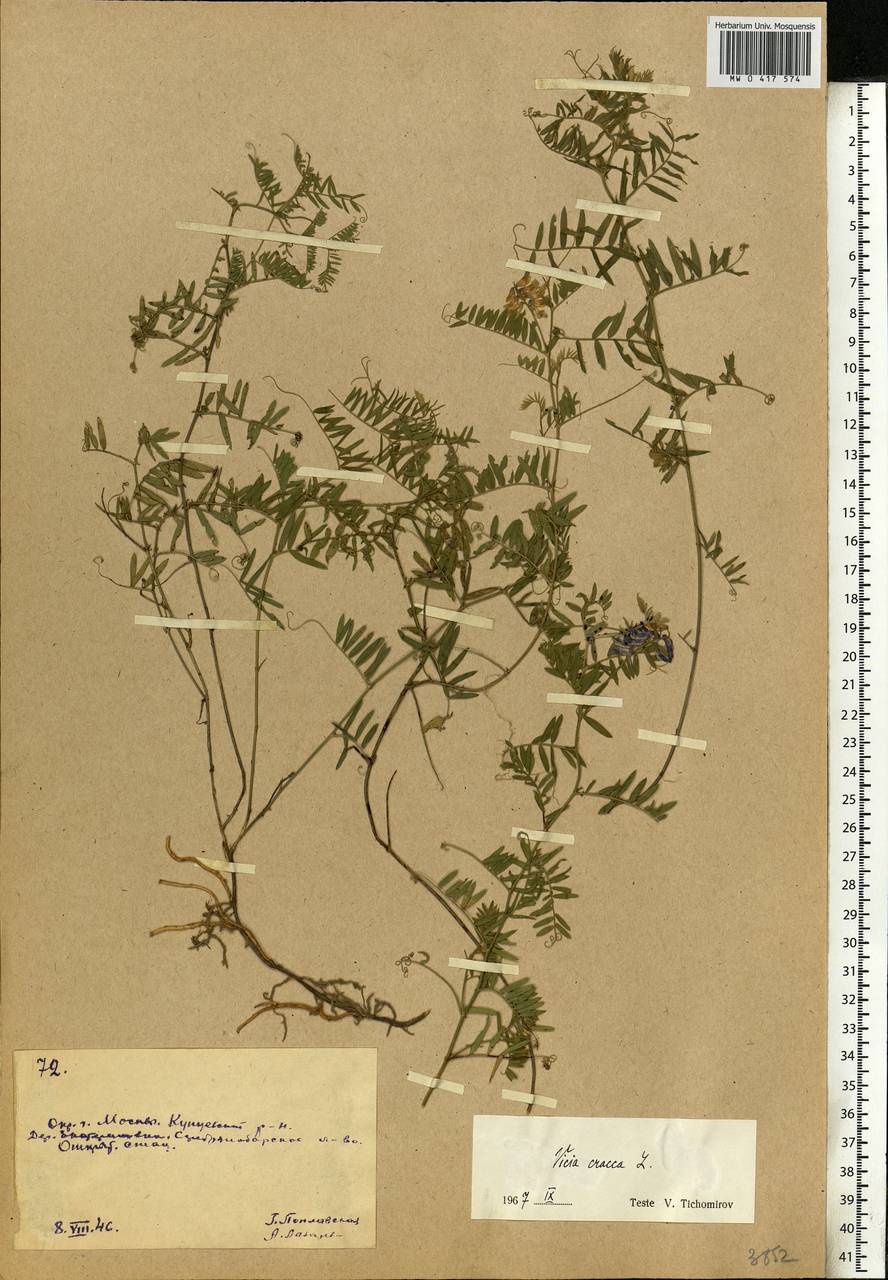 Vicia cracca L., Eastern Europe, Moscow region (E4a) (Russia)