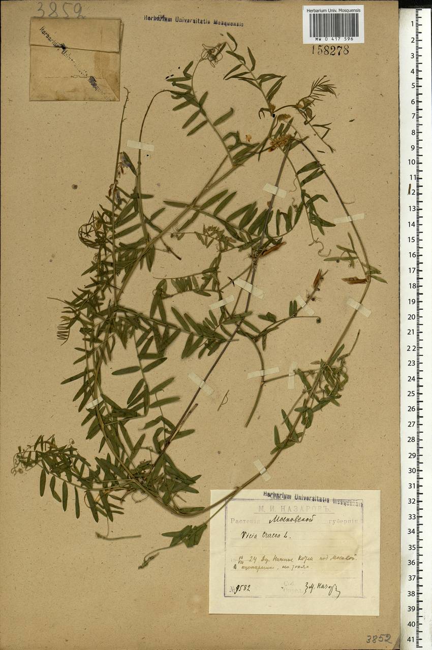 Vicia cracca L., Eastern Europe, Moscow region (E4a) (Russia)