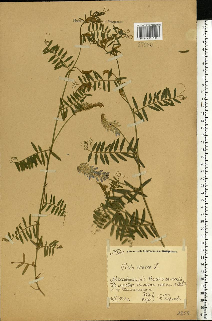Vicia cracca L., Eastern Europe, Moscow region (E4a) (Russia)