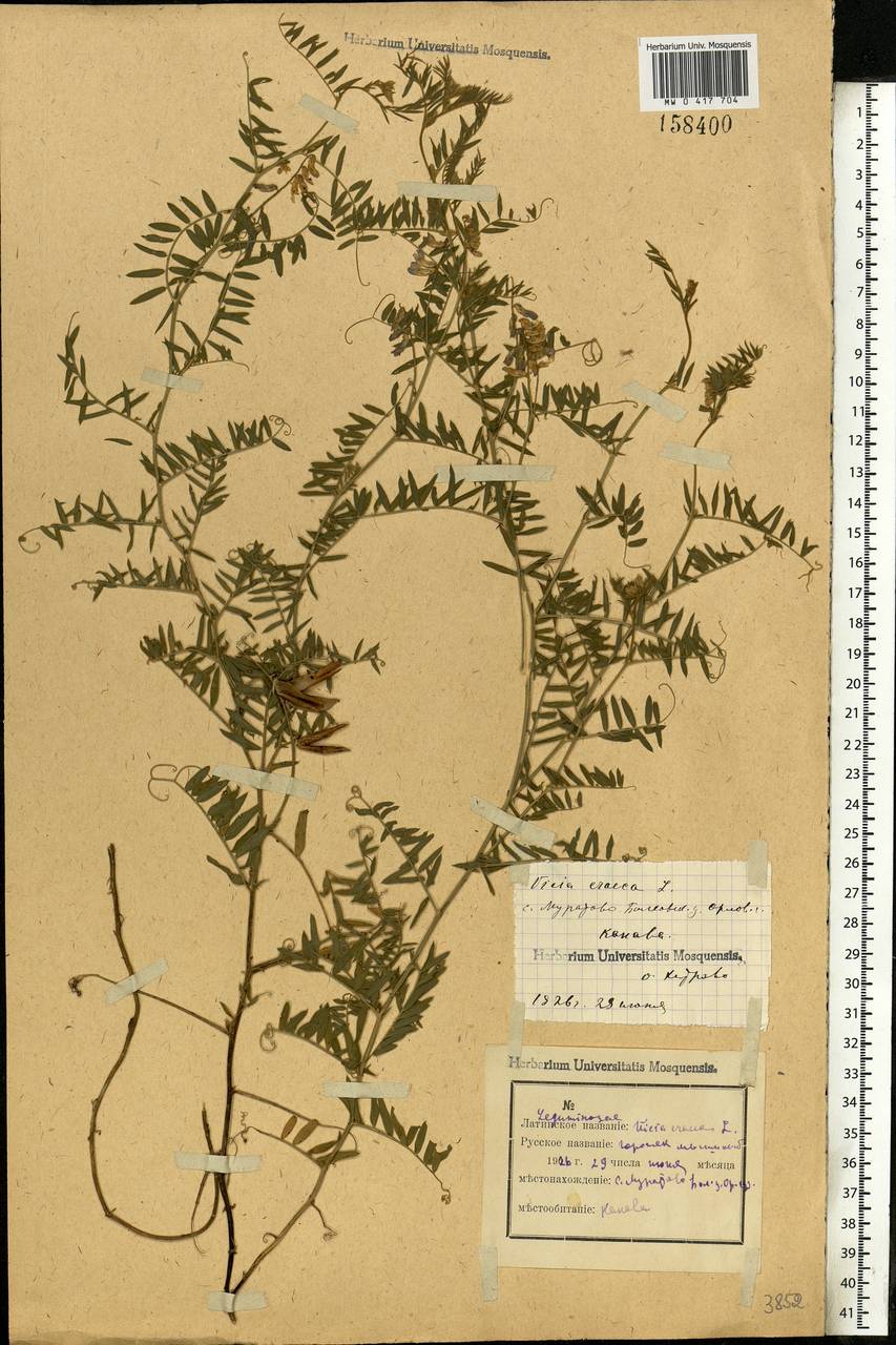 Vicia cracca L., Eastern Europe, Central forest-and-steppe region (E6) (Russia)