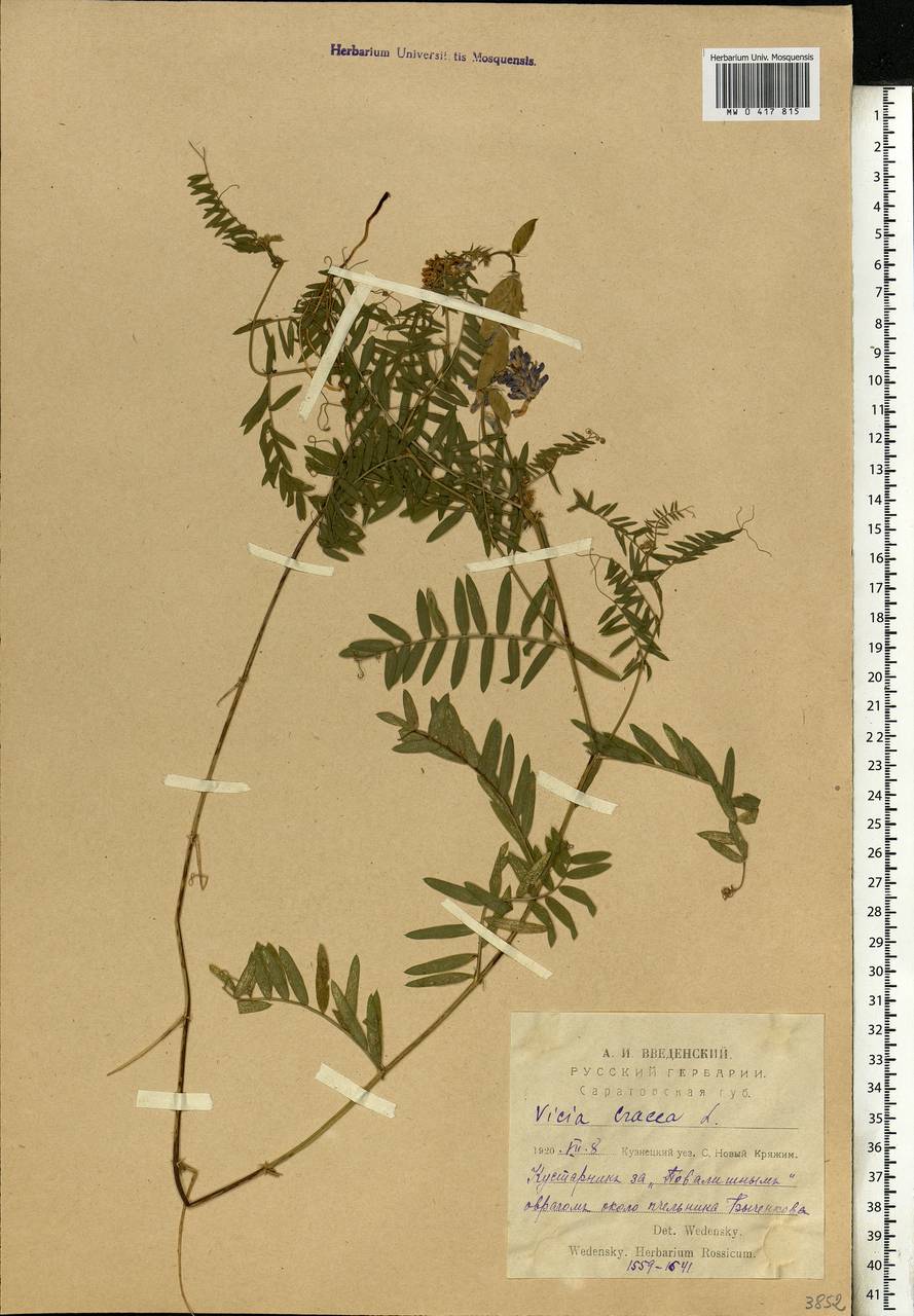 Vicia cracca L., Eastern Europe, Middle Volga region (E8) (Russia)