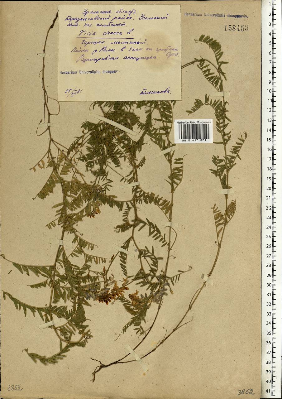 Vicia cracca L., Eastern Europe, Eastern region (E10) (Russia)