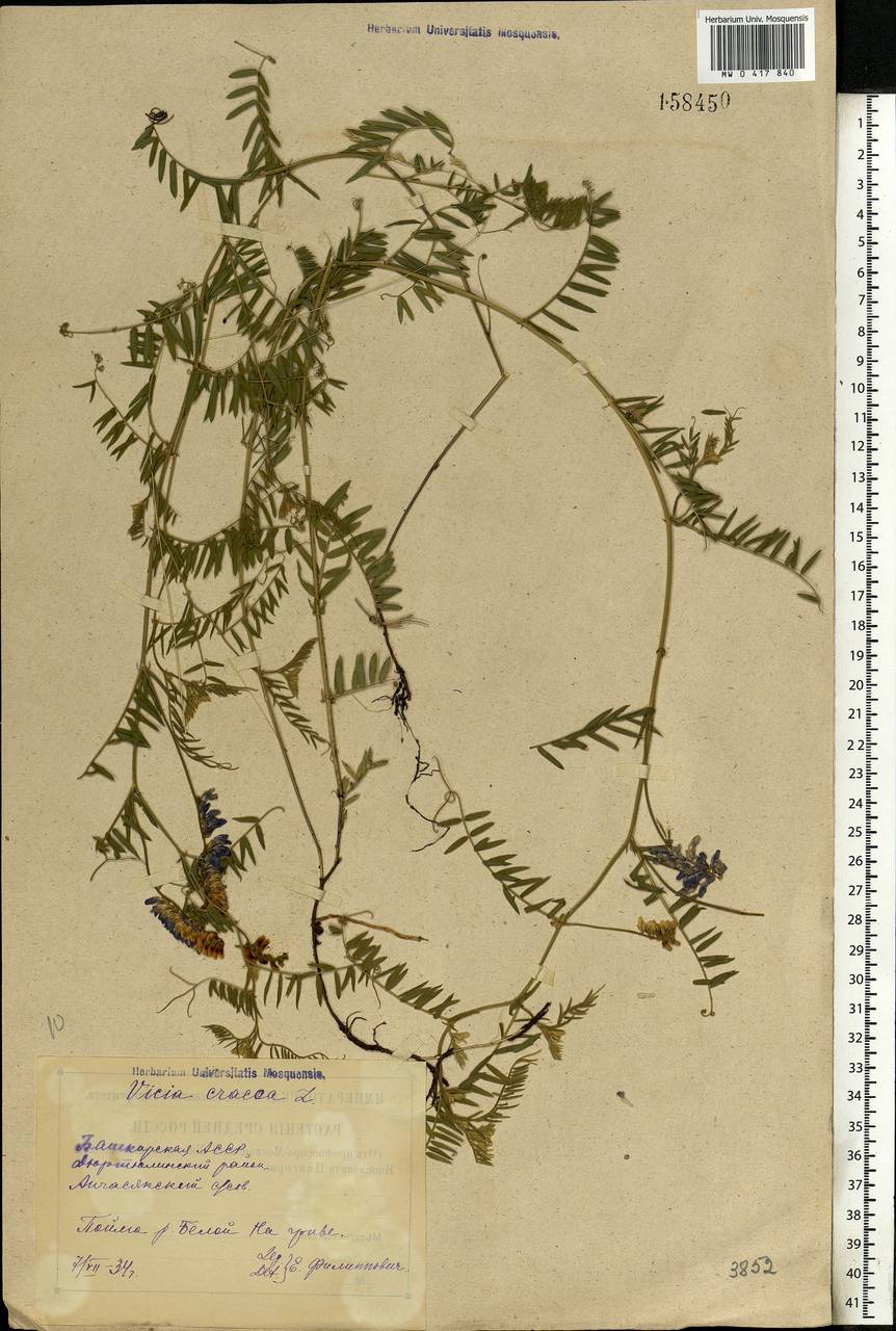 Vicia cracca L., Eastern Europe, Eastern region (E10) (Russia)