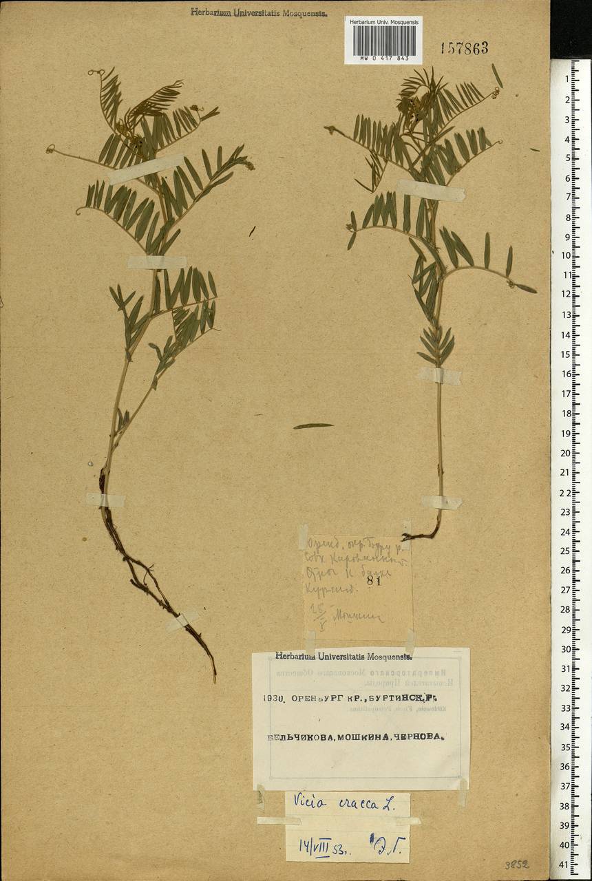 Vicia cracca L., Eastern Europe, Eastern region (E10) (Russia)