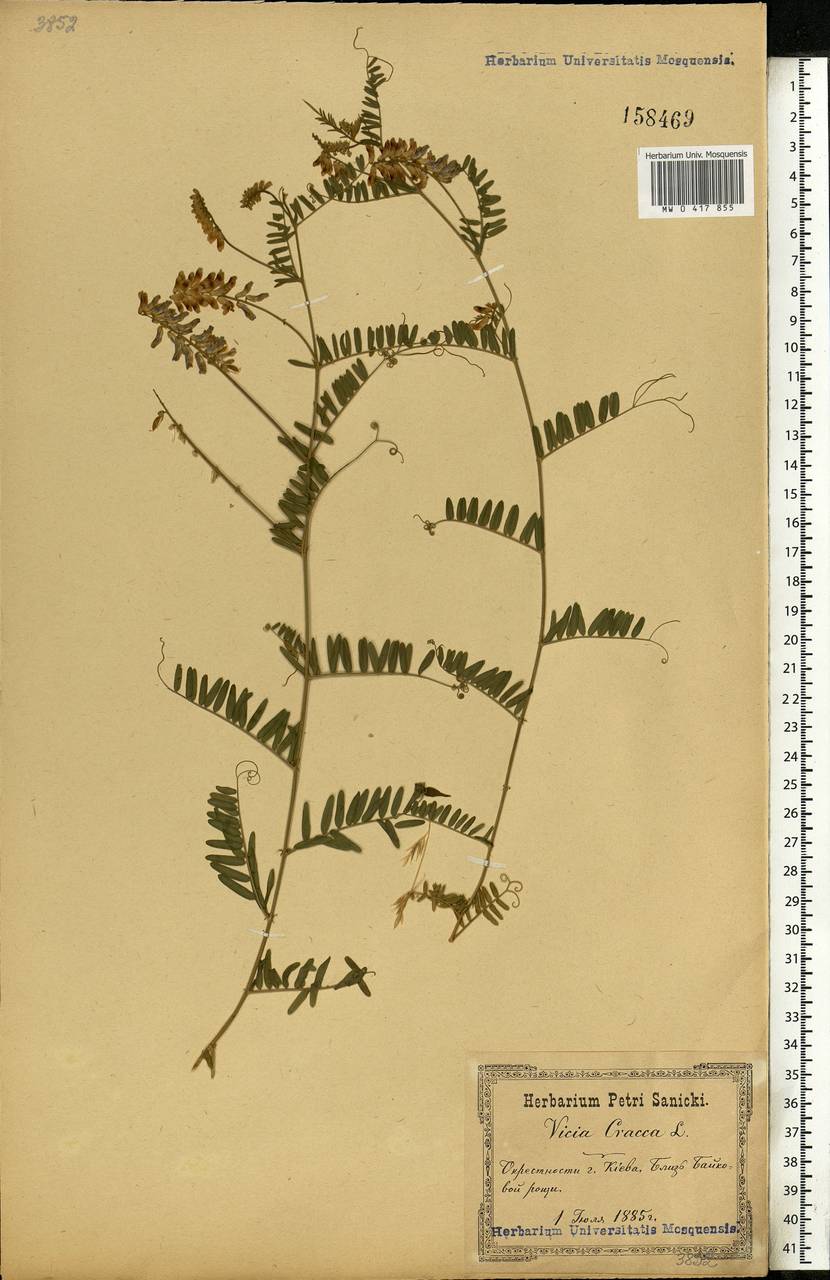 Vicia cracca L., Eastern Europe, North Ukrainian region (E11) (Ukraine)