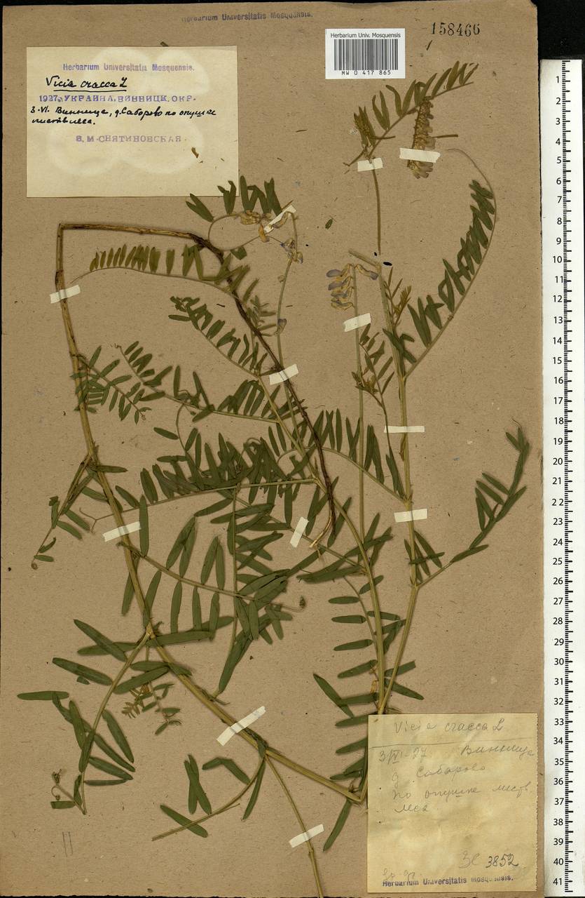 Vicia cracca L., Eastern Europe, South Ukrainian region (E12) (Ukraine)