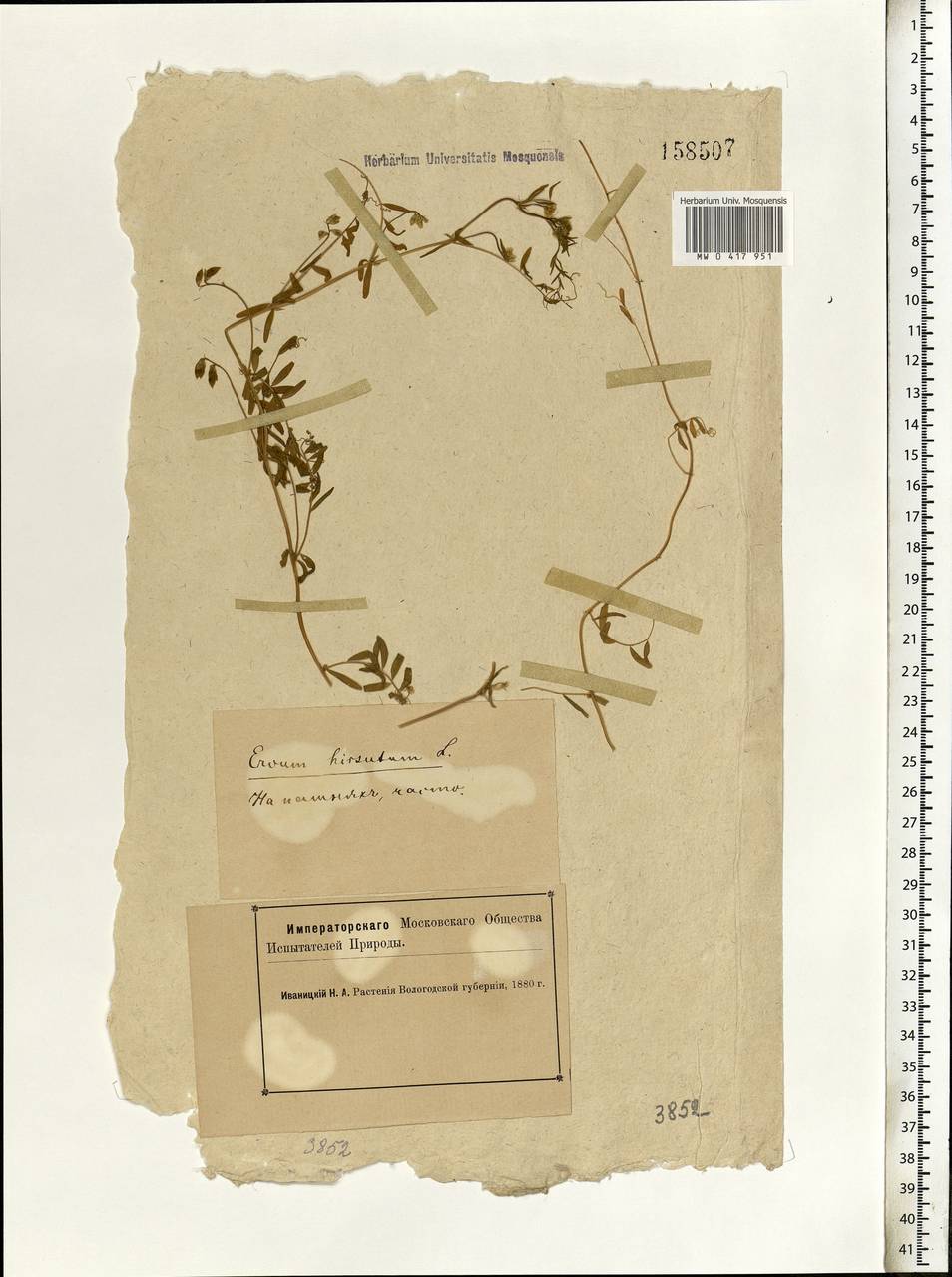 Vicia hirsuta (L.)Gray, Eastern Europe, Northern region (E1) (Russia)