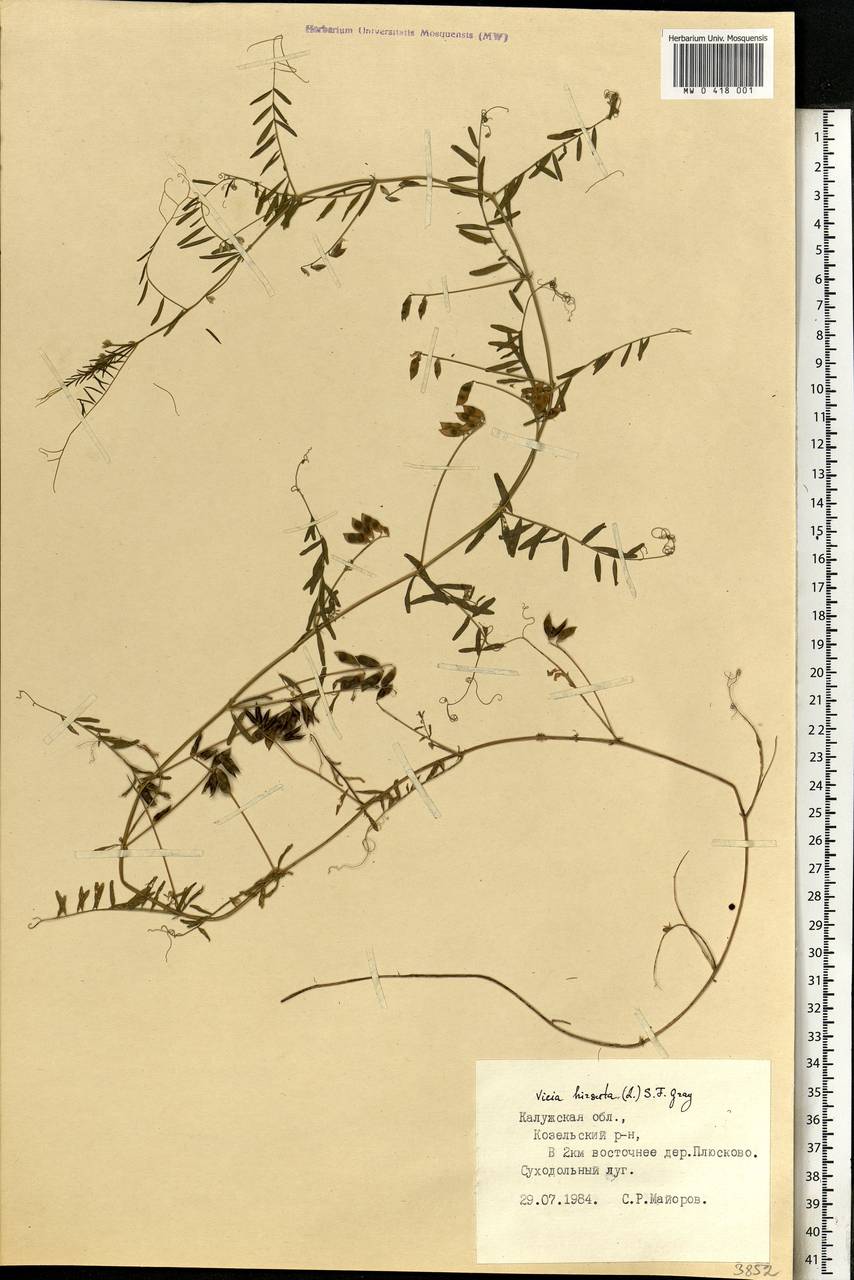 Vicia hirsuta (L.) Gray, Eastern Europe, Central region (E4) (Russia)