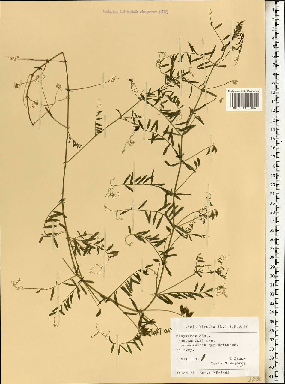 Vicia hirsuta (L.)Gray, Eastern Europe, Central region (E4) (Russia)