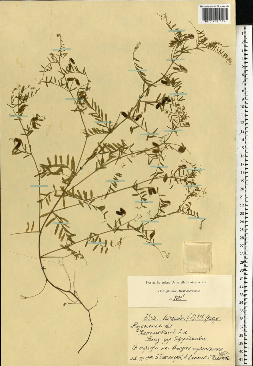 Vicia hirsuta (L.)Gray, Eastern Europe, Central region (E4) (Russia)