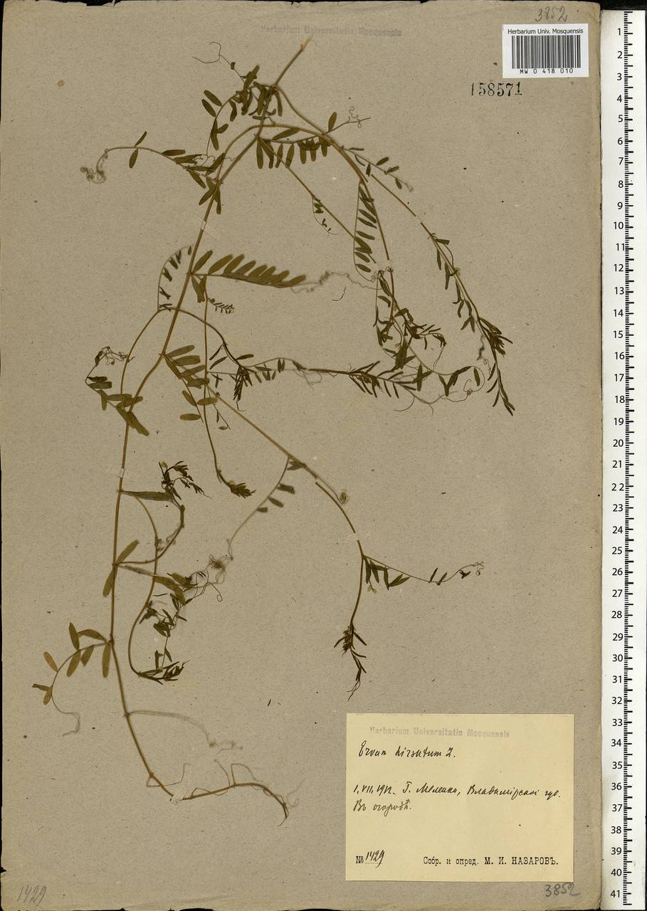 Vicia hirsuta (L.)Gray, Eastern Europe, Central region (E4) (Russia)