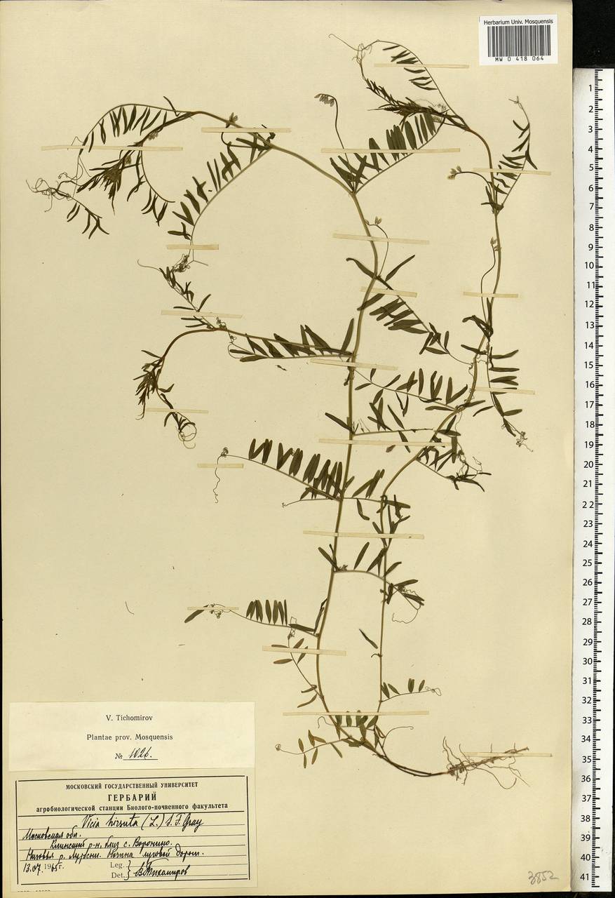 Vicia hirsuta (L.)Gray, Eastern Europe, Moscow region (E4a) (Russia)