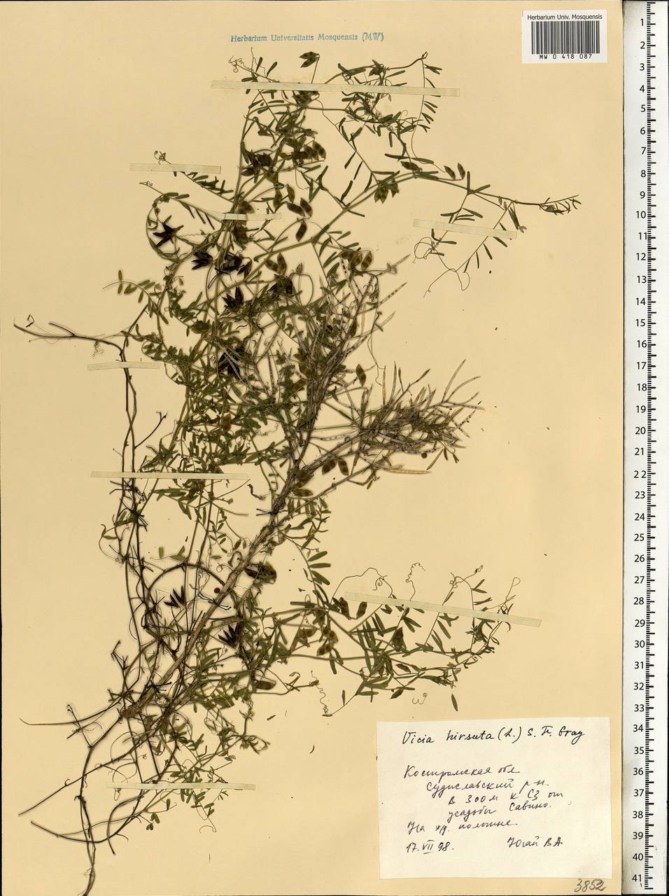 Vicia hirsuta (L.)Gray, Eastern Europe, Central forest region (E5) (Russia)