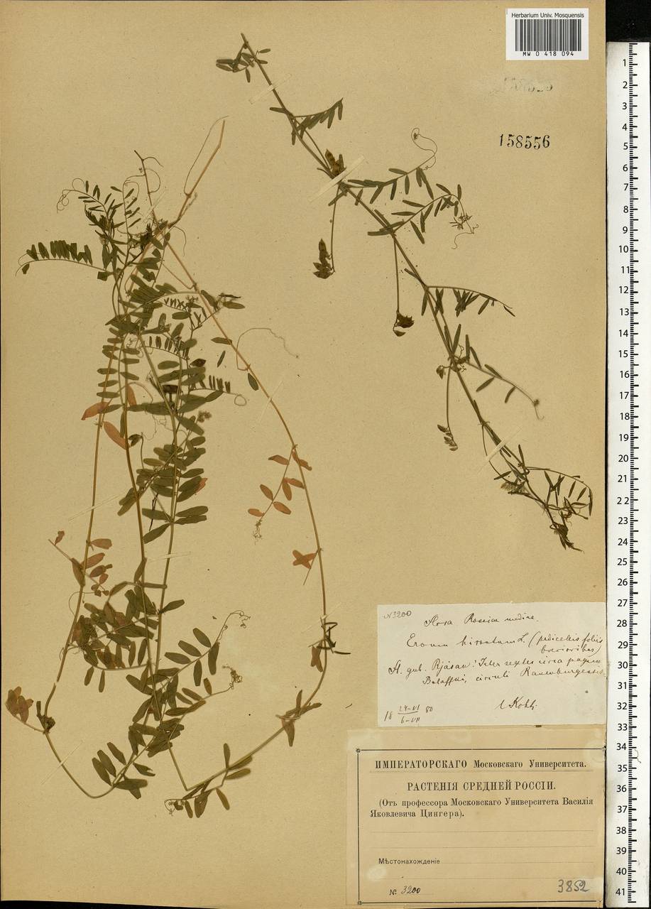 Vicia hirsuta (L.)Gray, Eastern Europe, Central forest-and-steppe region (E6) (Russia)