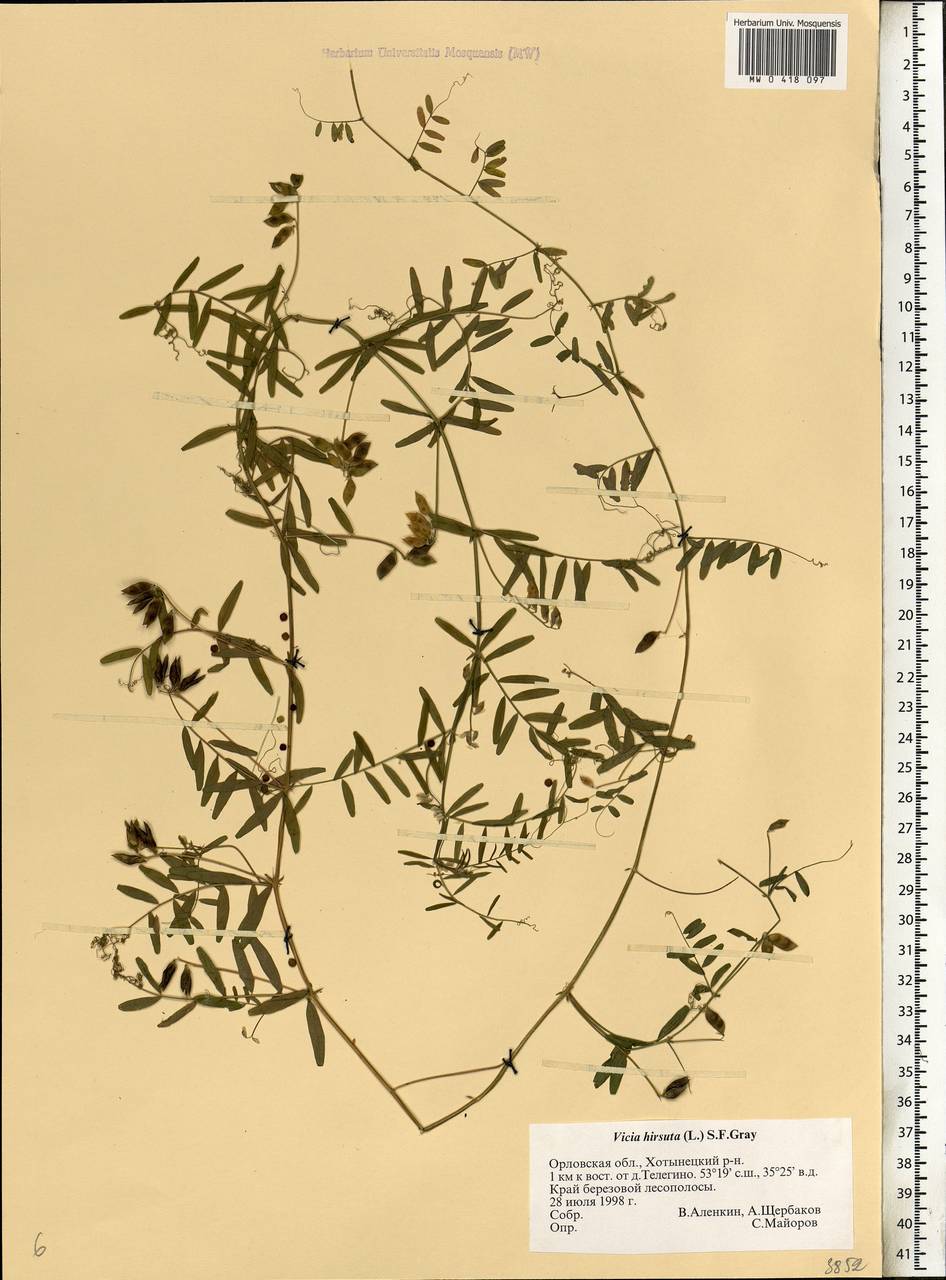 Vicia hirsuta (L.)Gray, Eastern Europe, Central forest-and-steppe region (E6) (Russia)