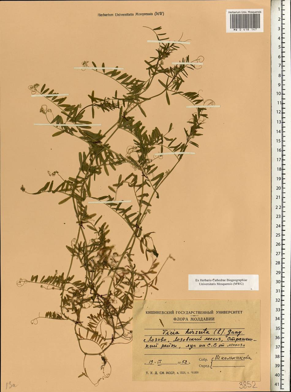 Vicia hirsuta (L.)Gray, Eastern Europe, Moldova (E13a) (Moldova)