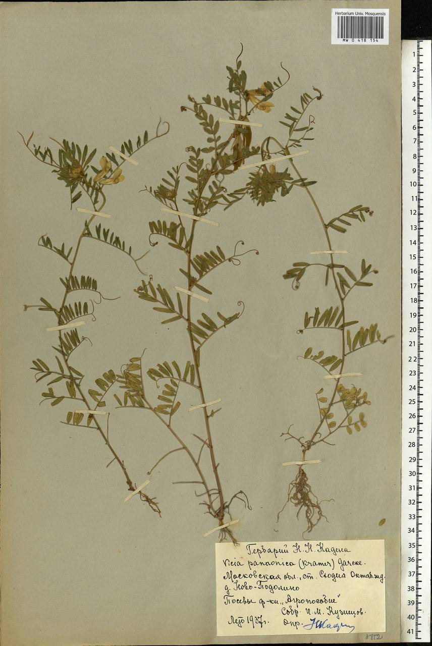 Vicia pannonica Crantz, Eastern Europe, Moscow region (E4a) (Russia)