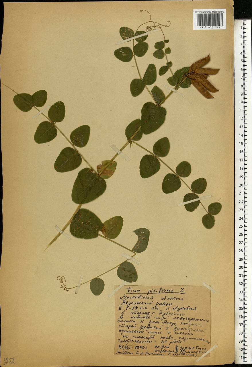 Vicia pisiformis L., Eastern Europe, Moscow region (E4a) (Russia)