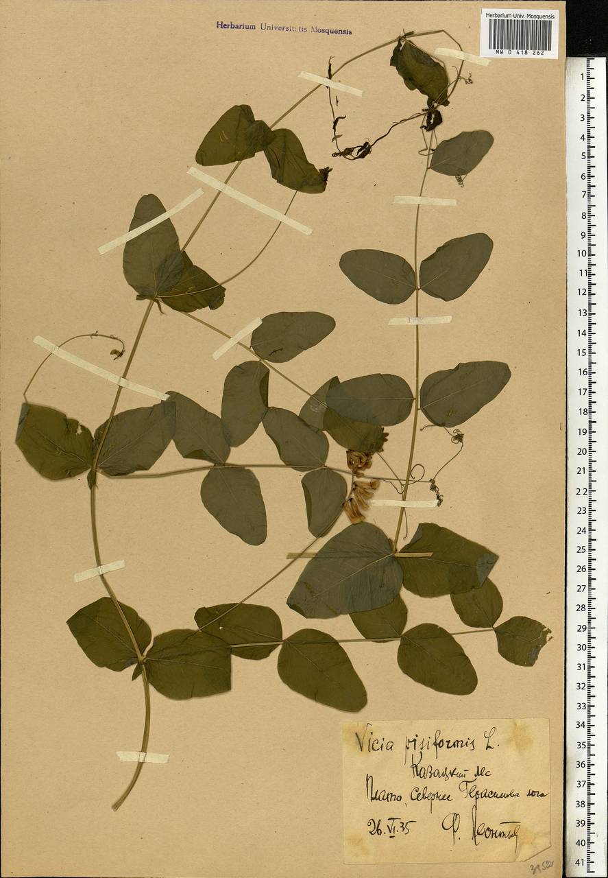 Vicia pisiformis L., Eastern Europe, Central forest-and-steppe region (E6) (Russia)