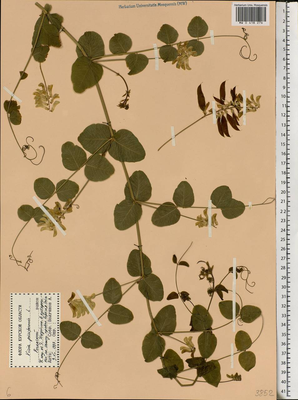 Vicia pisiformis L., Eastern Europe, Central forest-and-steppe region (E6) (Russia)