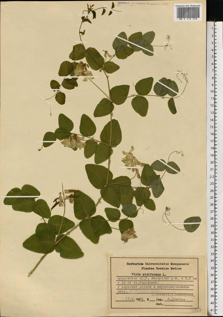 Vicia pisiformis L., Eastern Europe, Middle Volga region (E8) (Russia)