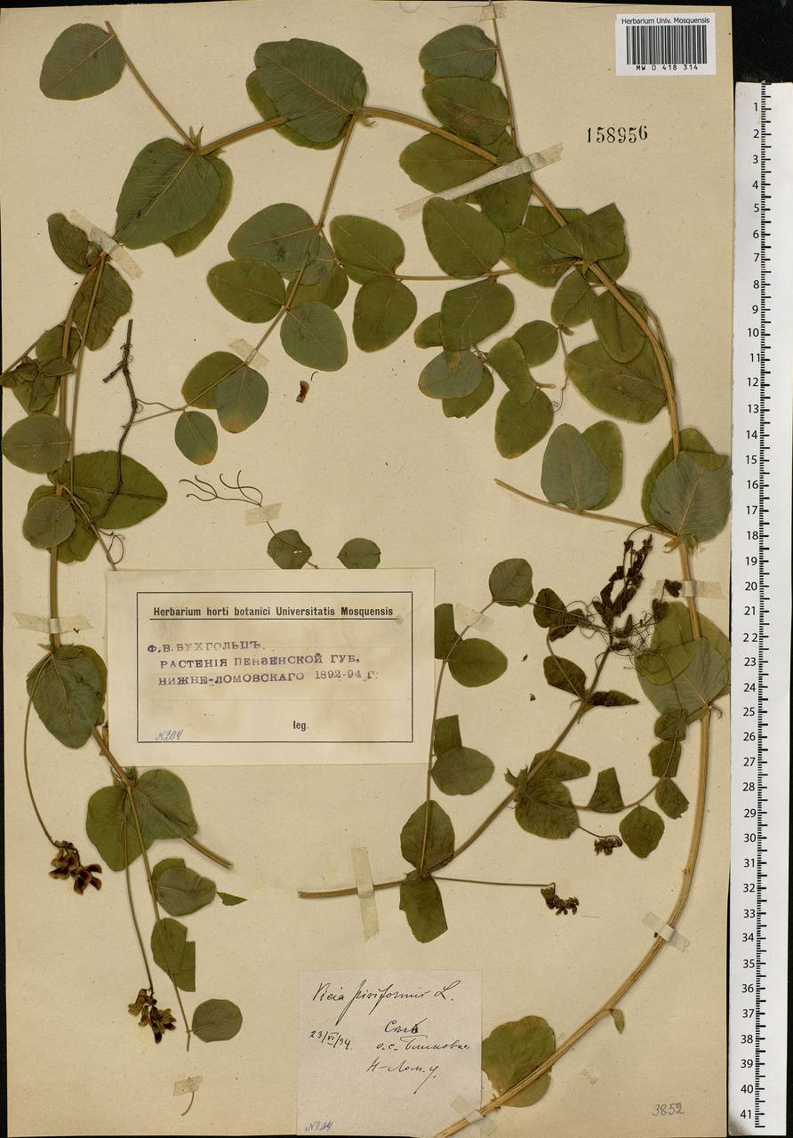 Vicia pisiformis L., Eastern Europe, Middle Volga region (E8) (Russia)