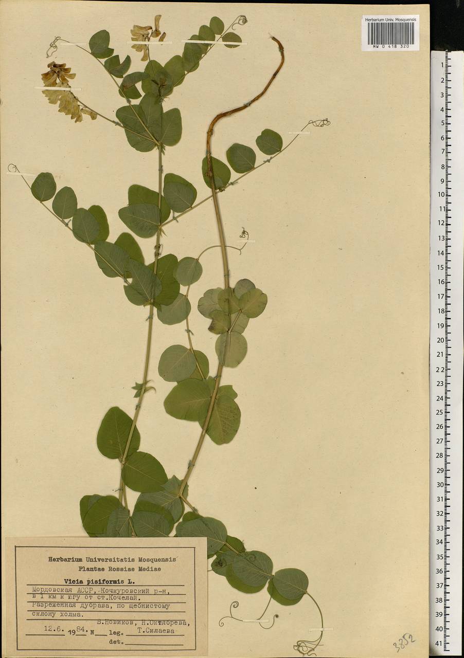 Vicia pisiformis L., Eastern Europe, Middle Volga region (E8) (Russia)