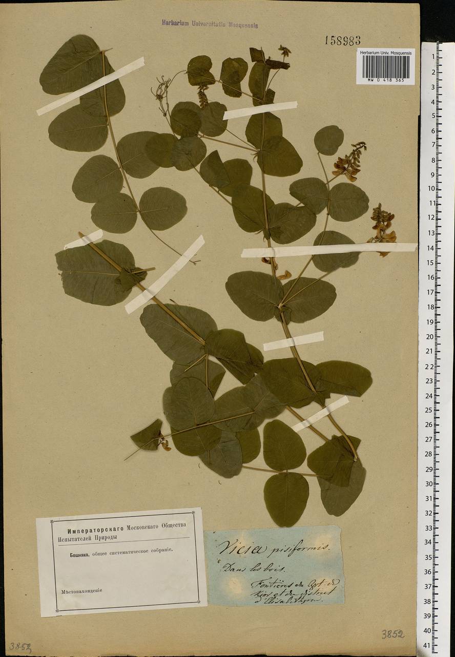 Vicia pisiformis L., Eastern Europe, South Ukrainian region (E12) (Ukraine)