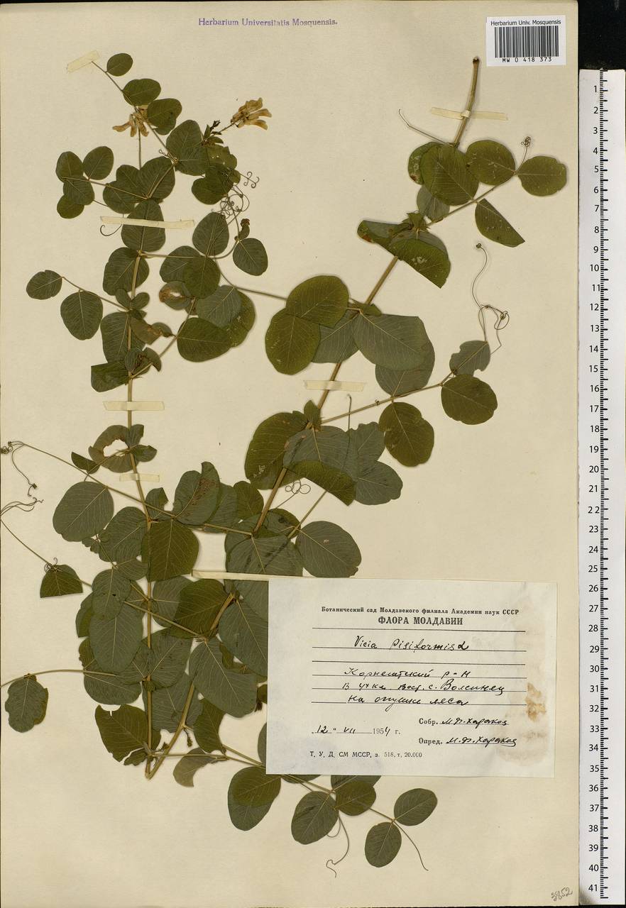 Vicia pisiformis L., Eastern Europe, Moldova (E13a) (Moldova)