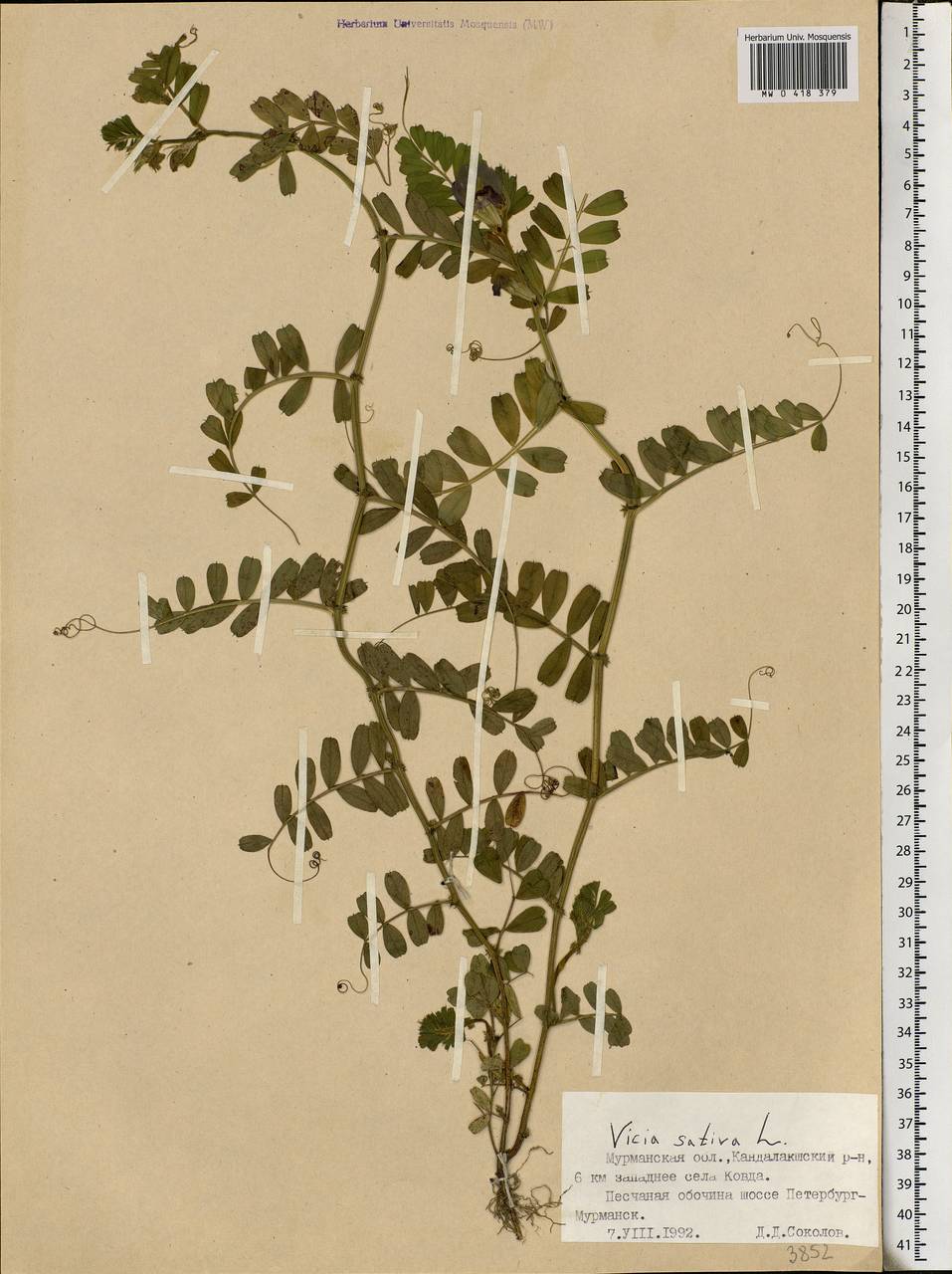 Vicia sativa L., Eastern Europe, Northern region (E1) (Russia)