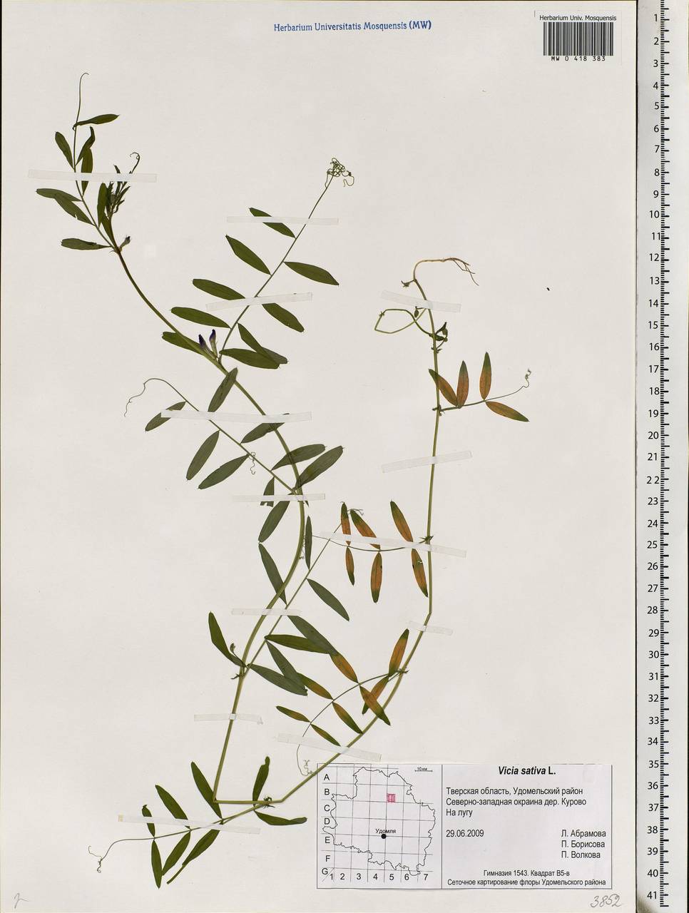 Vicia sativa L., Eastern Europe, North-Western region (E2) (Russia)