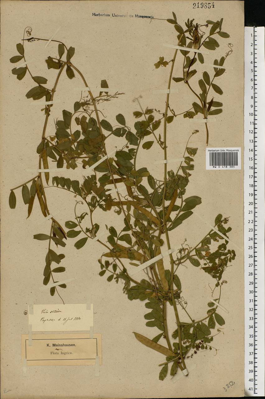 Vicia sativa L., Eastern Europe, North-Western region (E2) (Russia)