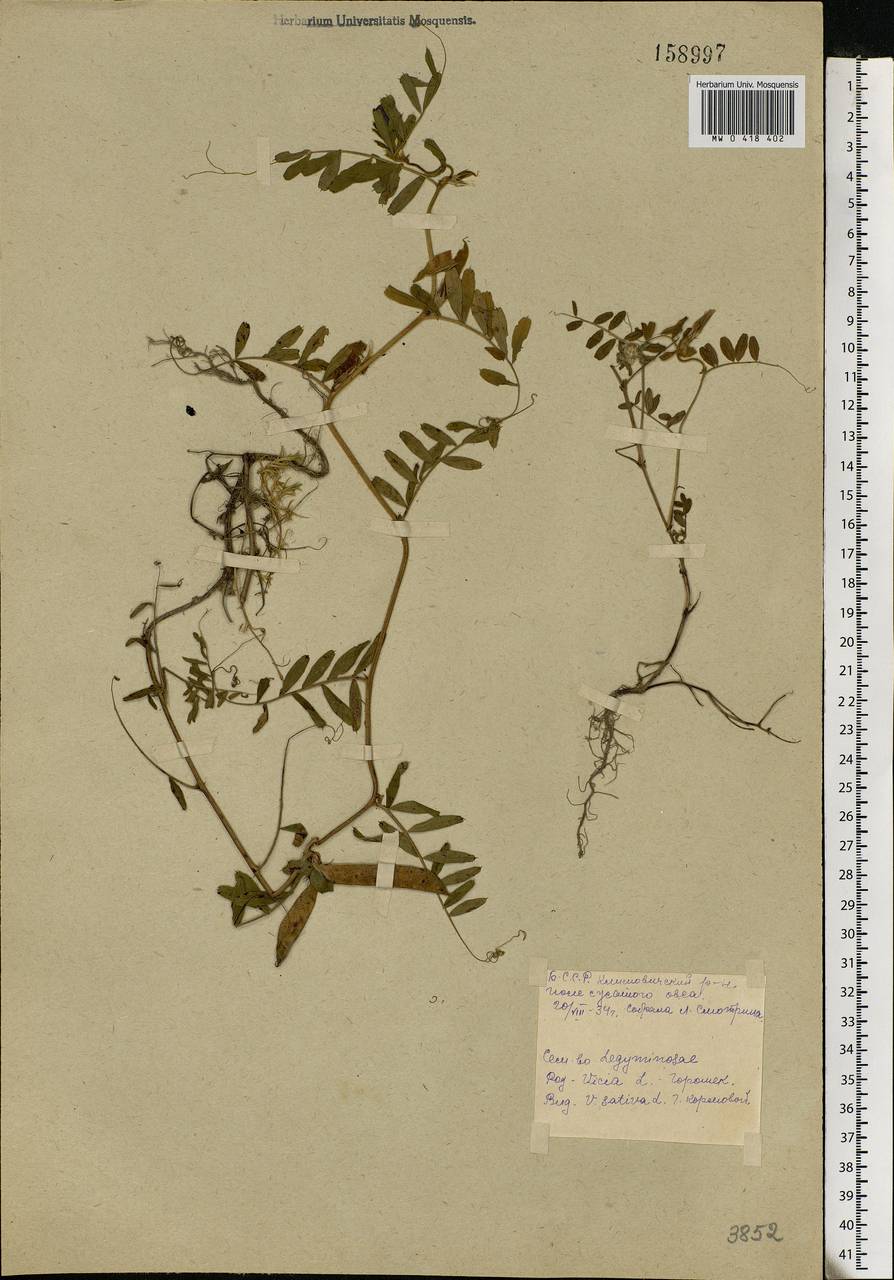 Vicia sativa L., Eastern Europe, Belarus (E3a) (Belarus)