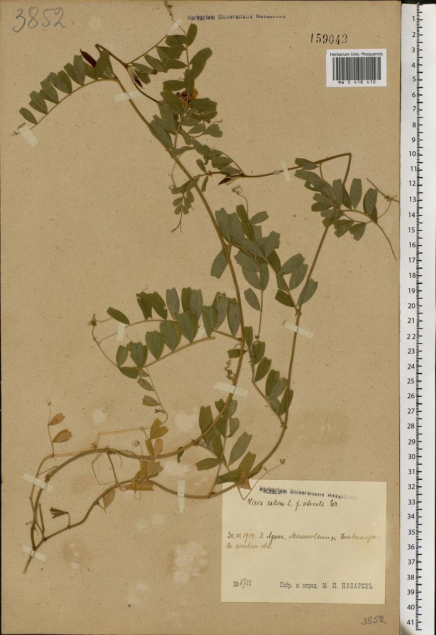 Vicia sativa L., Eastern Europe, Central region (E4) (Russia)