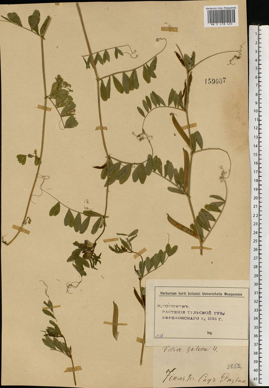 Vicia sativa L., Eastern Europe, Central forest-and-steppe region (E6) (Russia)