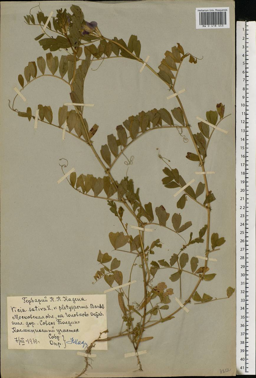 Vicia sativa L., Eastern Europe, Moscow region (E4a) (Russia)