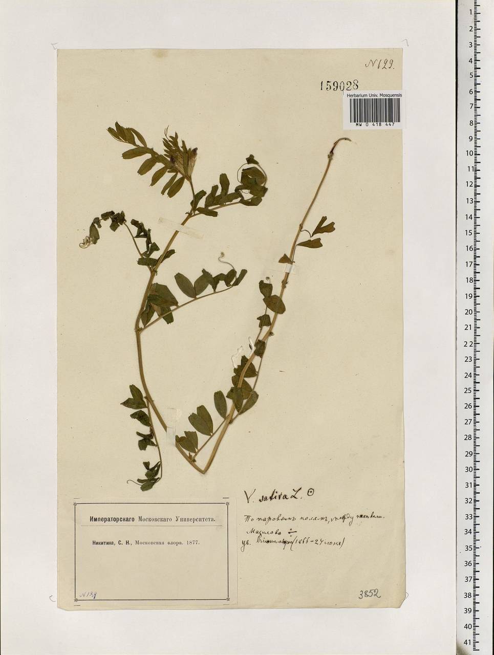 Vicia sativa L., Eastern Europe, Moscow region (E4a) (Russia)