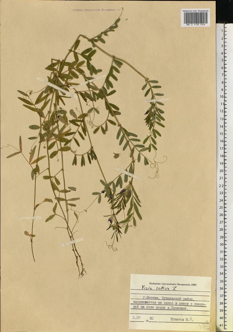 Vicia sativa L., Eastern Europe, Moscow region (E4a) (Russia)