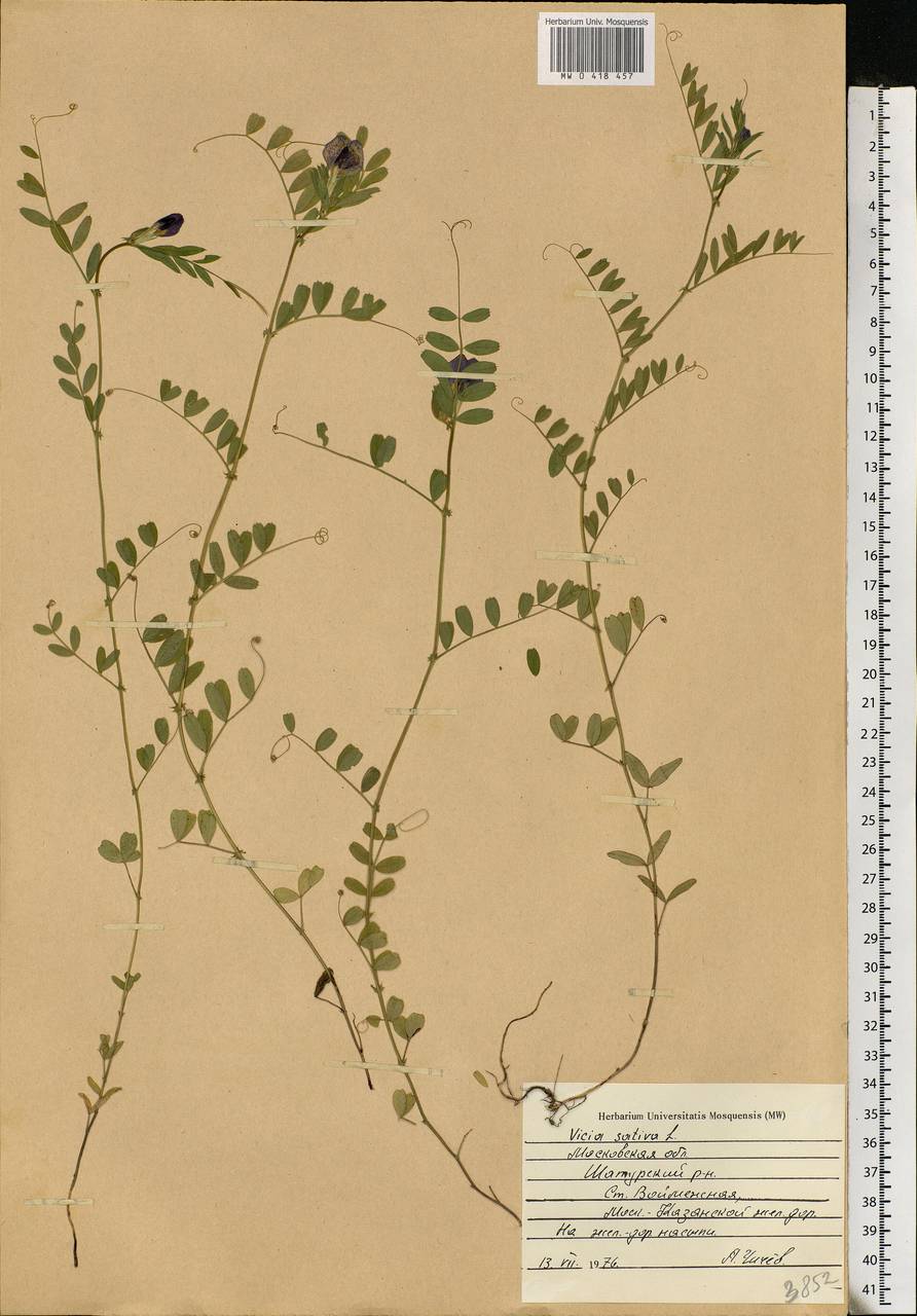 Vicia sativa L., Eastern Europe, Moscow region (E4a) (Russia)