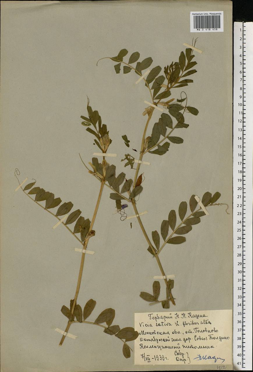 Vicia sativa L., Eastern Europe, Moscow region (E4a) (Russia)