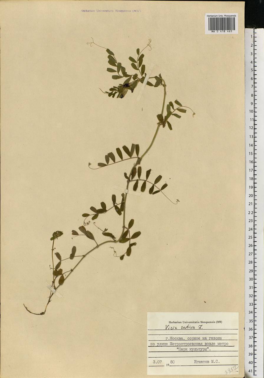 Vicia sativa L., Eastern Europe, Moscow region (E4a) (Russia)