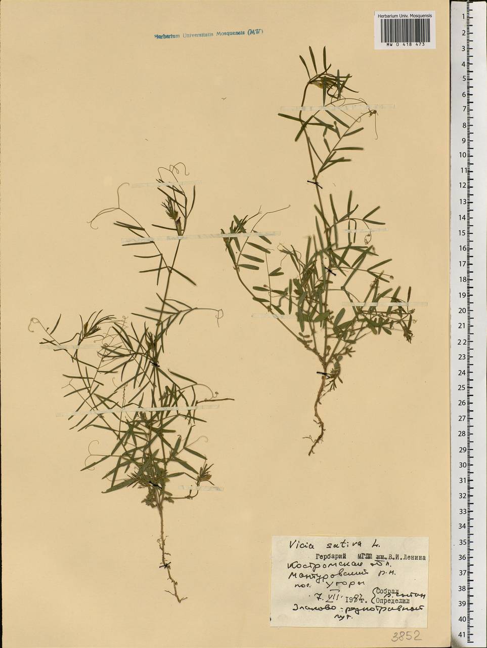 Vicia sativa L., Eastern Europe, Central forest region (E5) (Russia)