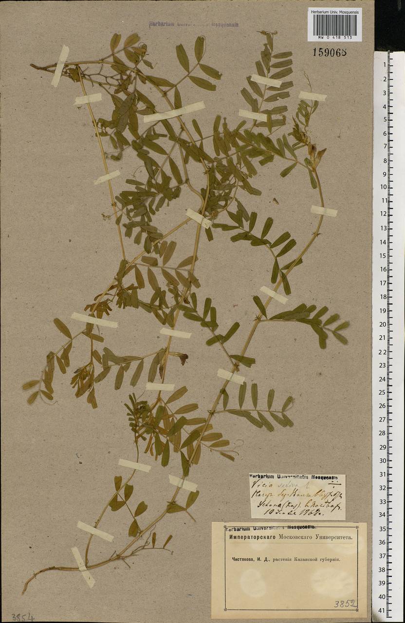 Vicia sativa L., Eastern Europe, Middle Volga region (E8) (Russia)